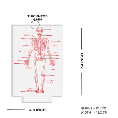 Skeleton of Human Body with Names 7 Color Changing Light with Remote Control
